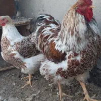 تخم نطفه دار  مرغ ویاندوت اورنج