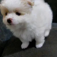 پامرخرسی|سگ|رشت, لاکان|دیوار