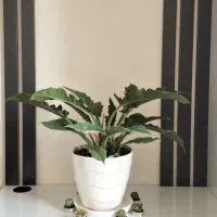 فروش گلدان های آپارتمانی شیک و ترند|گل و گیاه طبیعی|تهران, نارمک|دیوار