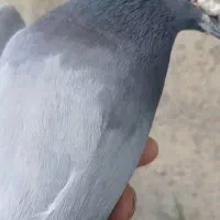 کبوتر گم شدە|پرنده|دهگلان, |دیوار