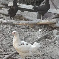 جوجه محلی سرحال