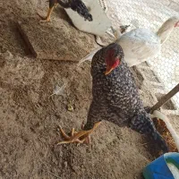 فروش خروس لاری|حیوانات مزرعه|برازجان, |دیوار