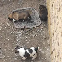 توله افقان اصیل