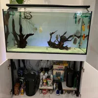 آکواریوم دیسکس