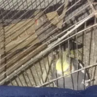 عروس هلند|پرنده|رامیان, |دیوار