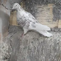 کفتر|پرنده|ساوه, |دیوار