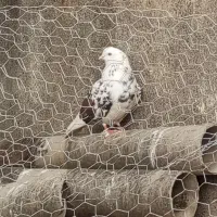 فروش چند طوقه کفتر تک پر