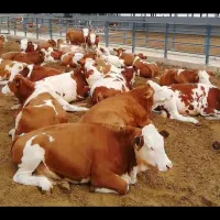 فروش گوساله سیمنتال اصیل و نژاد دار