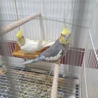 جفت عروس هلندی تخم جوجه