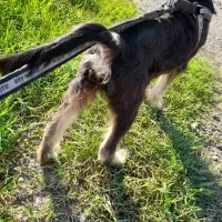 توله اشپیتز تریری پاه کوتاه|سگ|بیله سوار, |دیوار