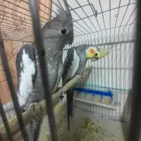 عروس هلندی ماده