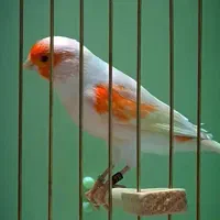 قناری  موزایکی اورجینال