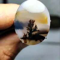 شجر کلکسیونی