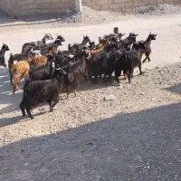 بزغاله میش بز بره