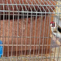 سهره،و قفس جوجه پرون|پرنده|شاهین‌شهر, شهرک سایت|دیوار