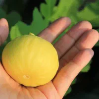 پیشفروش نهال  انجیر عسلی|خدمات باغبانی و درختکاری|ایجرود, |دیوار