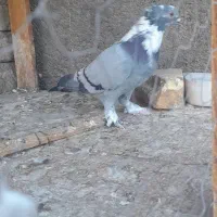 کبوتر|پرنده|اردکان, |دیوار