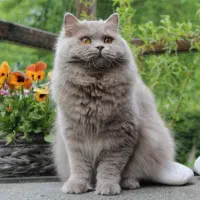 توله بریتیش لانگ هیر
