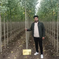 فروش صنوبر ریشه‌دار شیراز،رشد انفجاری+تخفیف تولیدی