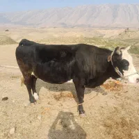 فروش گاو سیمینتال