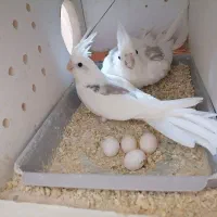 عروس هلندی دوکت پروانه ای البینو ولتینو