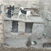 سگ پا کوتاه