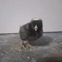 جوجه وتخم ،نژاده پیلموت راک (امروک)و ایام سمانی|حیوانات مزرعه|رشت, فخب|دیوار