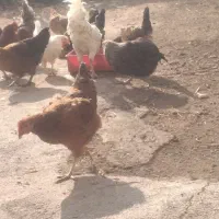 مرغ خروس سالم تخمگزار