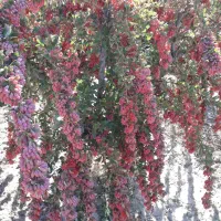 زرشک تازه با شاخه