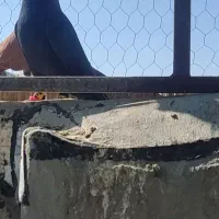 فروش کبوتر ذاغ آبادانی نر|پرنده|فیروزآباد (فارس), |دیوار