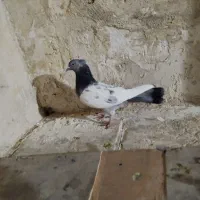 هفت عدد کفتر|پرنده|شیراز, گود عربان|دیوار
