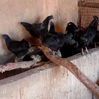 تخم نطفه دار ایام سمانی اندونزی