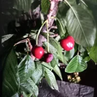 باغ-و-زمین-بنادک-سادات