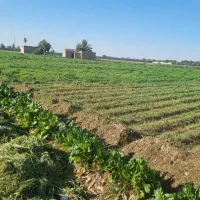 اجاره زمین کشاورزی به حدود ۱۲۰۰۰ متر مربع|اجارهٔ دفتر صنعتی، کشاورزی، تجاری|دزفول, |دیوار