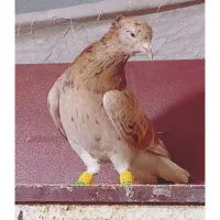 دم‌سفید شامی هفت رنگ|پرنده|مشهد, نوید|دیوار