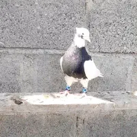 کبوتر طووقی سیاه واکسی