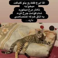 واگذاری گربه|گربه|کرمانشاه, |دیوار