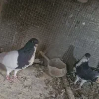 کفتر کبوتر چپ عمری افشون