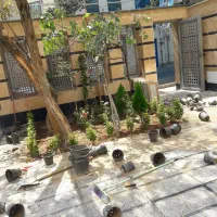 باغبانی وهرسکاری کوددهی بیل زنی مهر فاکتور ضمانت|خدمات باغبانی و درختکاری|تهران, تجریش|دیوار
