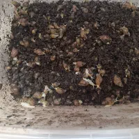 حلزون آلبینو