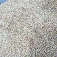 ارزن پرندگان|لوازم جانبی حیوانات|خواجه, |دیوار