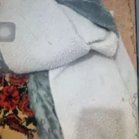 سیسمونی|موکت|زابل, |دیوار