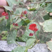 حراج نخل مرداب و کاغذی|گل و گیاه طبیعی|بم, |دیوار