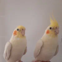 طوطی مولد عروس هلندی لوتینو|پرنده|تبریز, |دیوار