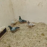 کبوتر سرور سبز سار پولکی جفت|پرنده|گلبهار, بیزکی|دیوار