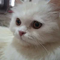 گربه ماده پرشین دو ساله