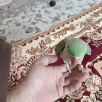 شاه طوطی اهلی|پرنده|باسمنج, |دیوار