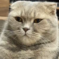 اسکاتیش فولد