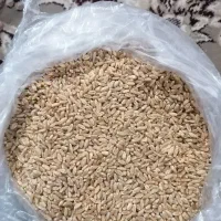 بذر گندم پیشگام