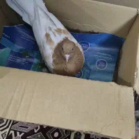 کفتر کله زرد کاکلی ماده